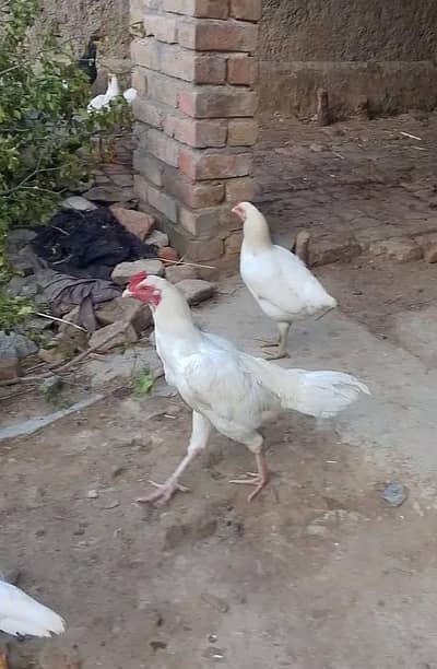 Paper white heera patha