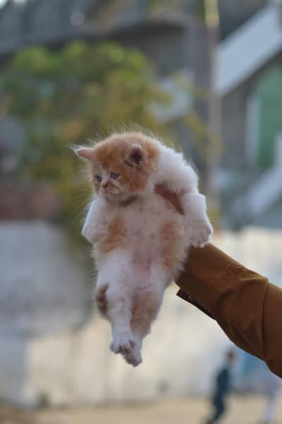 Persian Kittens  Punch Face Triple Coated