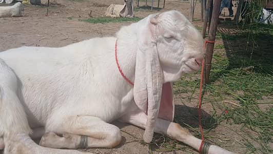 bakra rajanpuri breeder