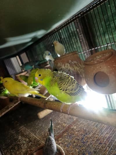 Bugies Mix Color  breeder pairs