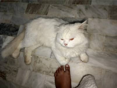 BREDER PAIR FOR SALE KITTEN BOHAT PIARY ATY H IN K