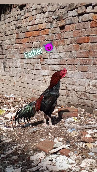 pure aseel ,home breed, original growth from original food