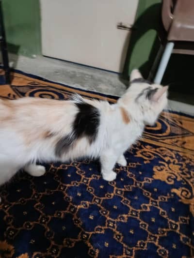 BREDER female  FOR SALE KITTEN BOHAT PIARY ATY H Is K