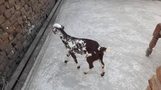 Gaban Bakri with bakroti