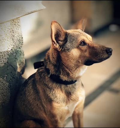 Gemran Alsiation Dog. Male Dog For sale