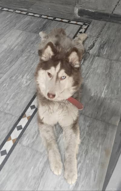 Husky female urgent sale