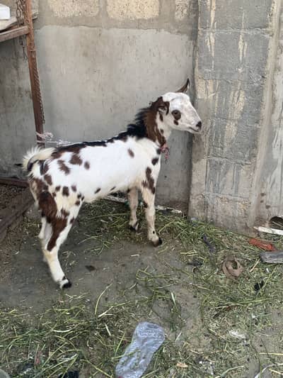 Abluck tedda 2 dant andu