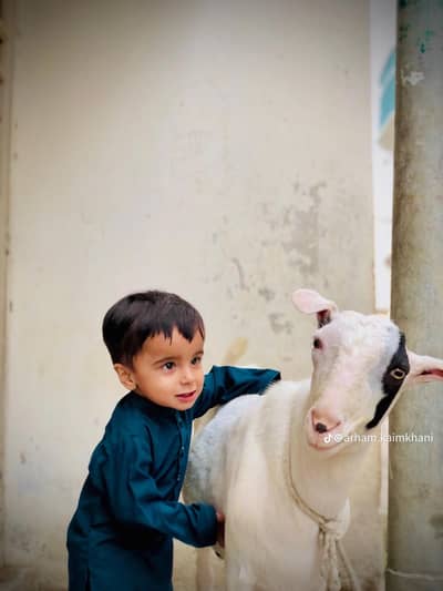 4 daant gulabi teddy breeder