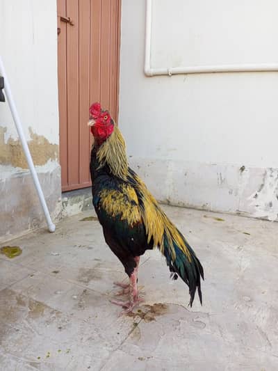 Aseel java murga for sale