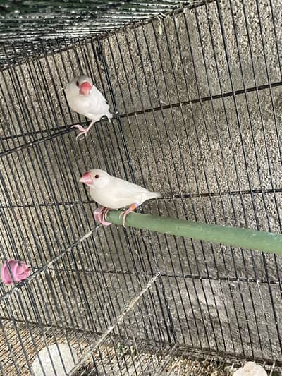 Opal Java Fawn Java Cocktail Love birds