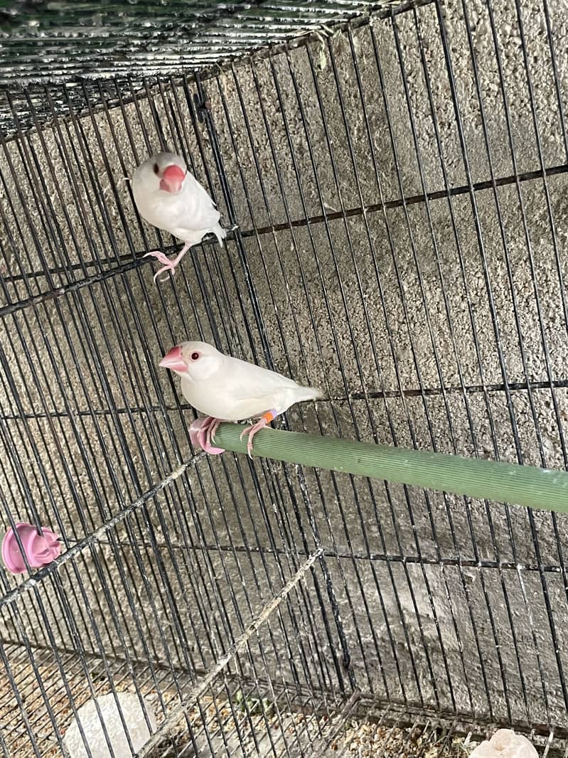 Opal Java Fawn Java Cocktail Love birds 0