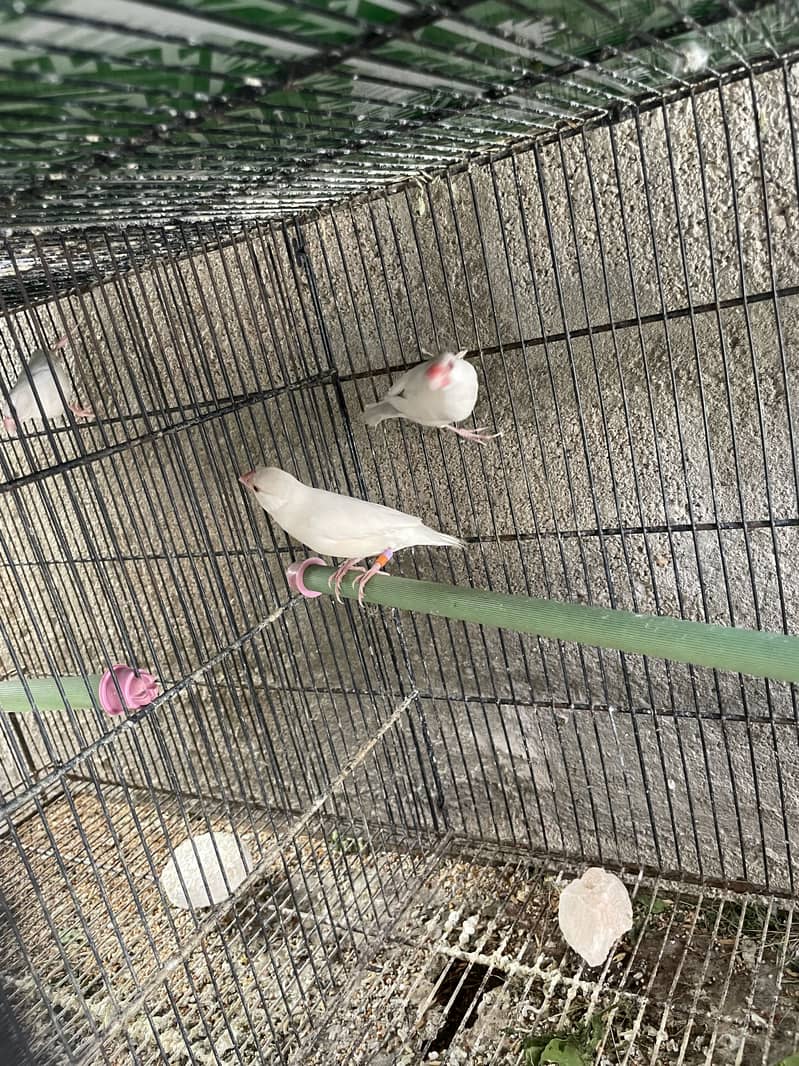 Opal Java Fawn Java Cocktail Love birds 1