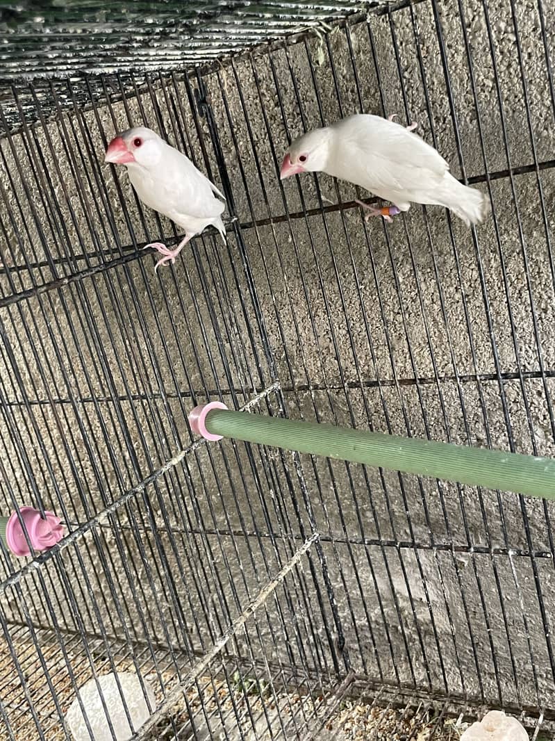 Opal Java Fawn Java Cocktail Love birds 2