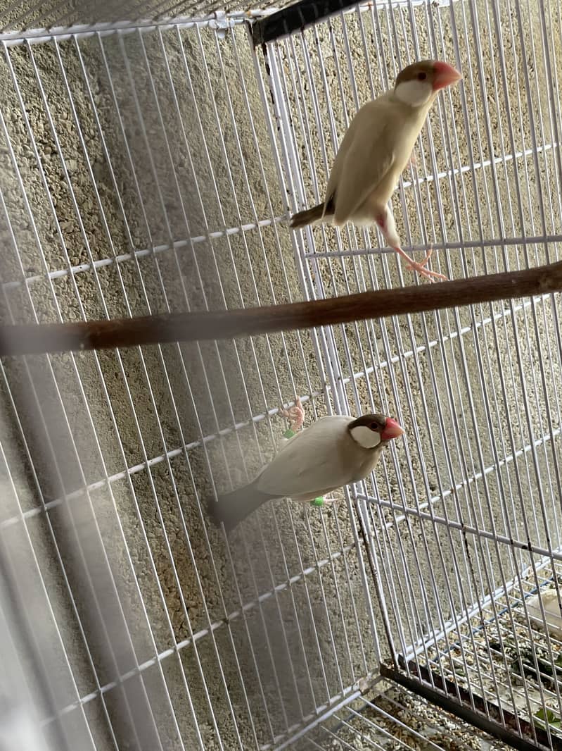 Opal Java Fawn Java Cocktail Love birds 3