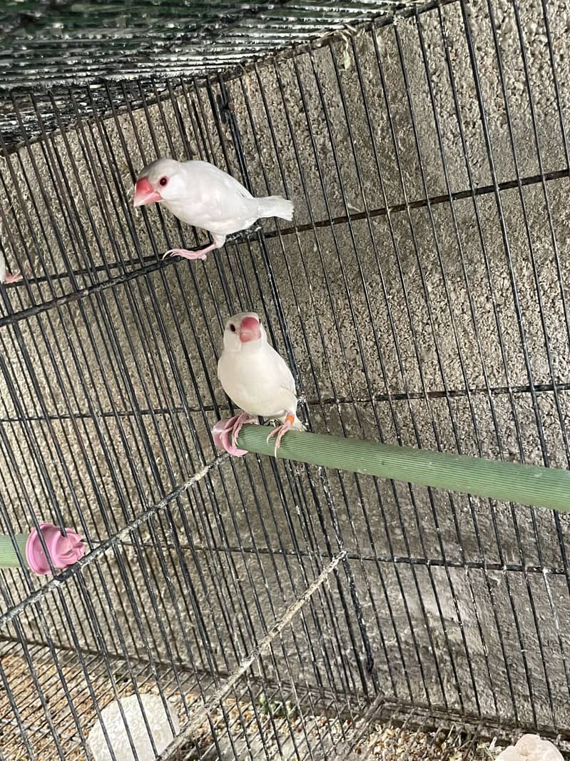 Opal Java Fawn Java Cocktail Love birds 4