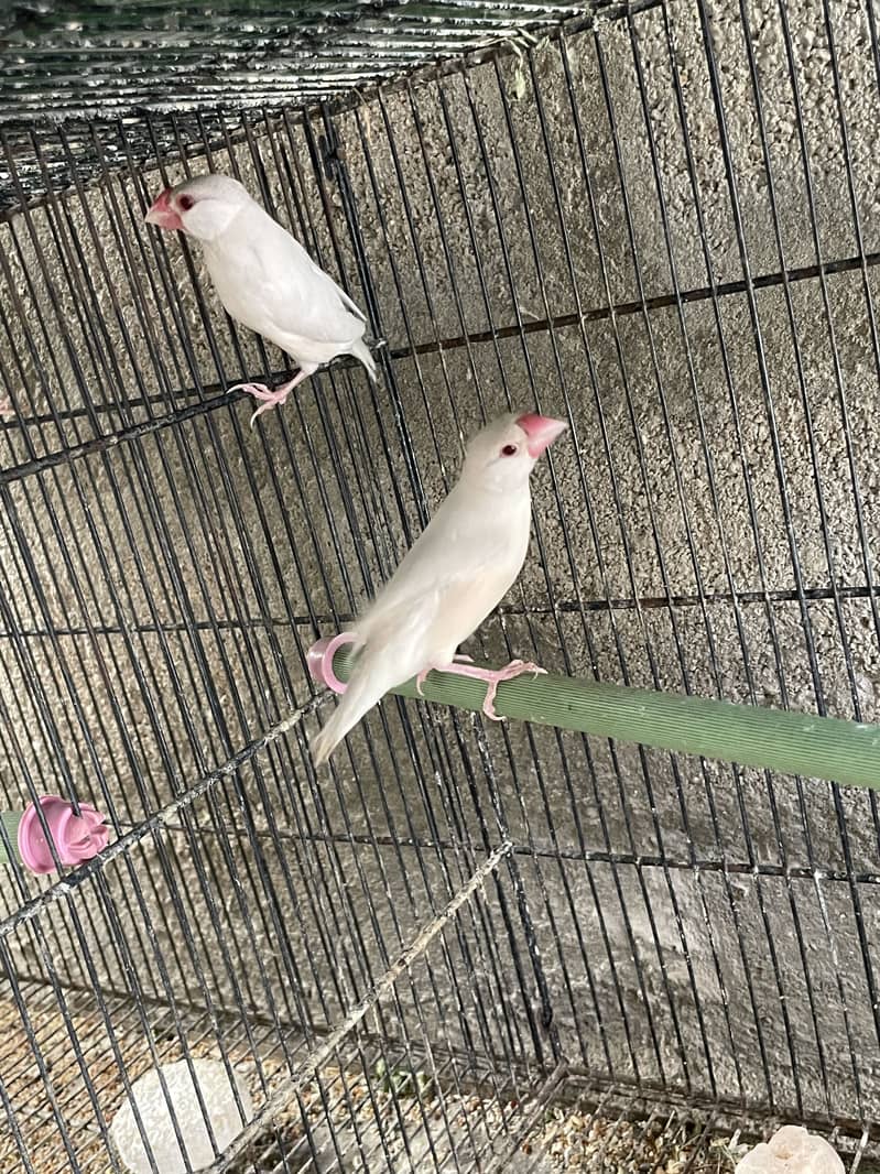 Opal Java Fawn Java Cocktail Love birds 5