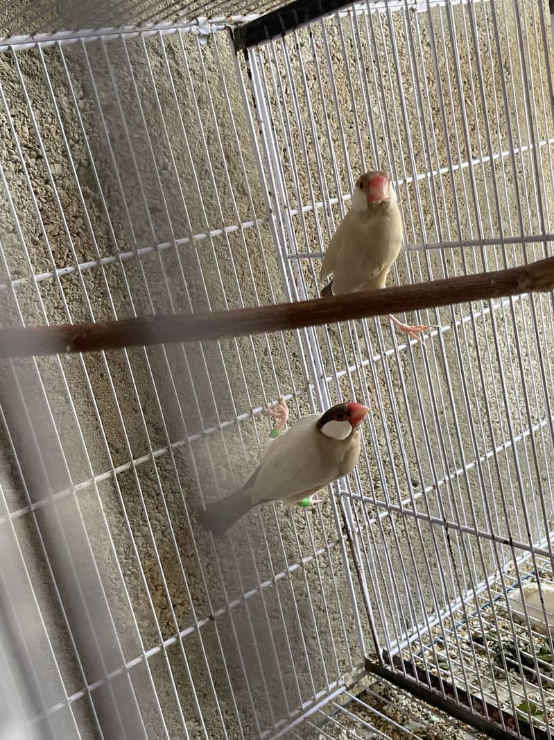 Opal Java Fawn Java Cocktail Love birds 6