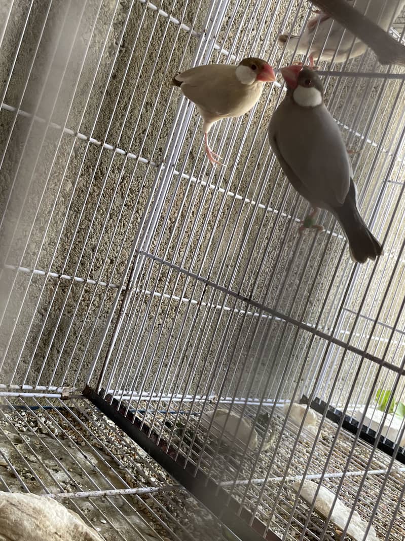 Opal Java Fawn Java Cocktail Love birds 7