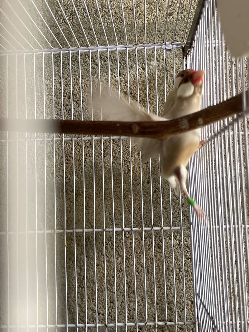 Opal Java Fawn Java Cocktail Love birds 8