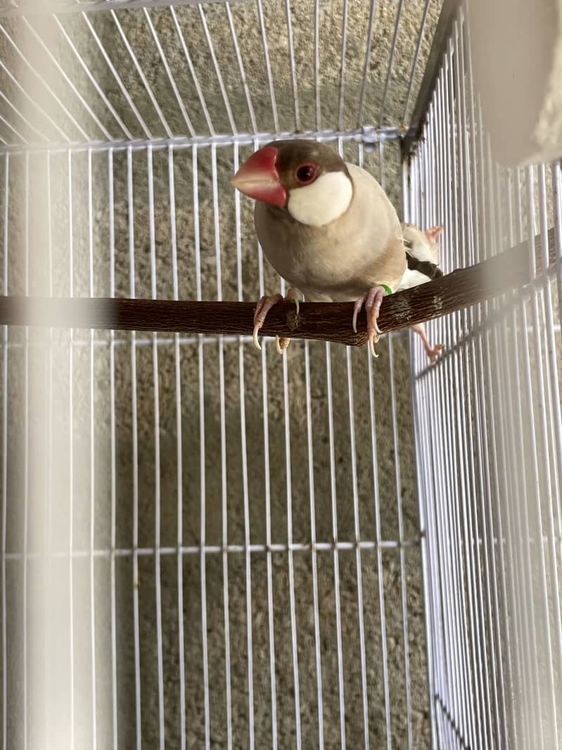 Opal Java Fawn Java Cocktail Love birds 9