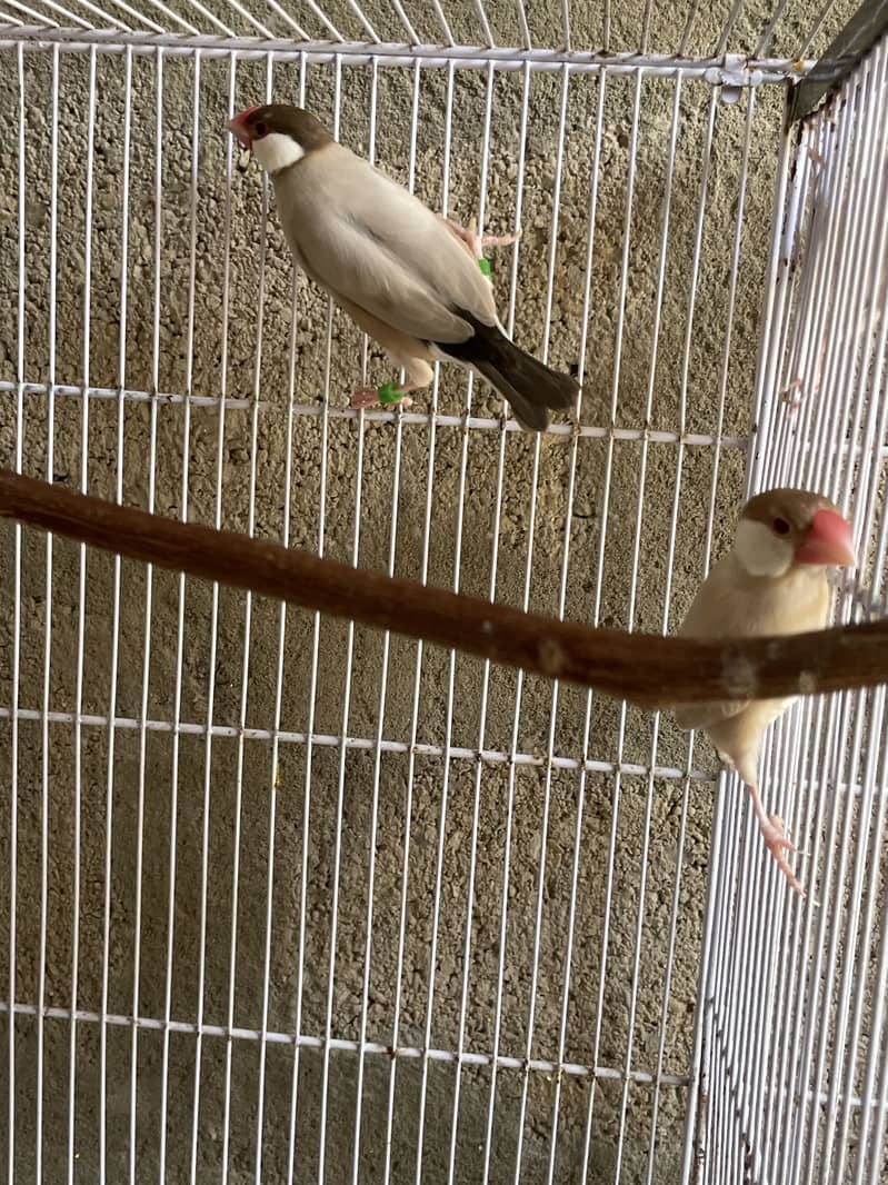 Opal Java Fawn Java Cocktail Love birds 10