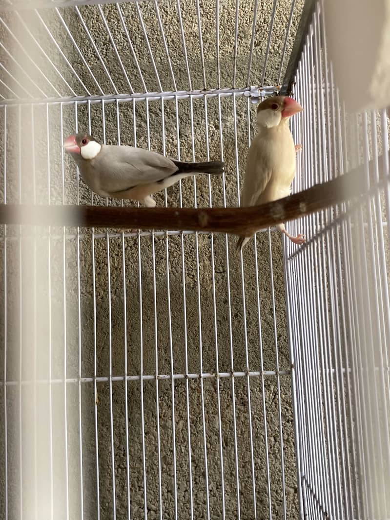 Opal Java Fawn Java Cocktail Love birds 11