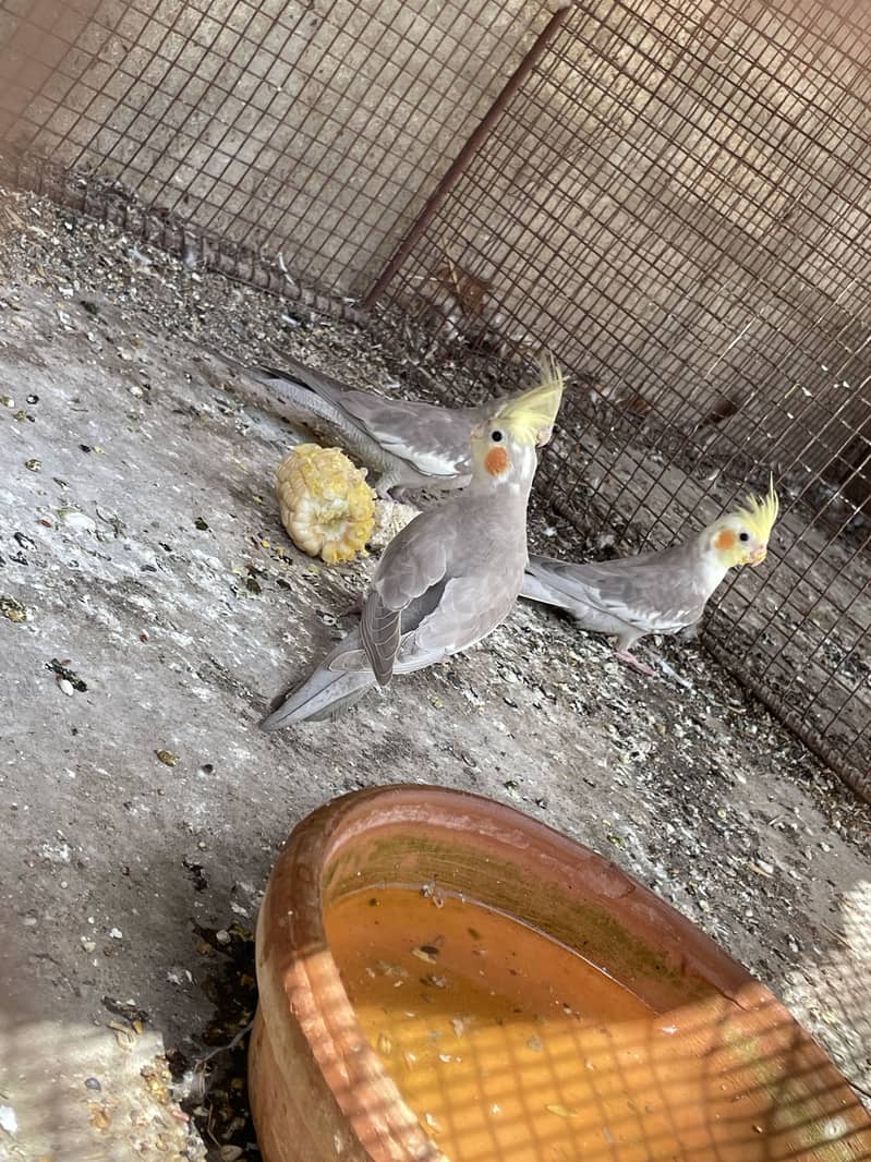 Opal Java Fawn Java Cocktail Love birds 12