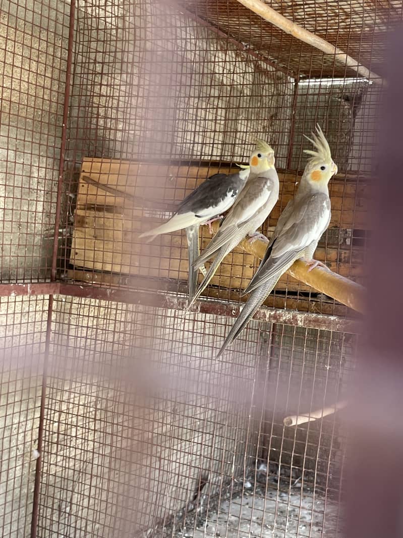 Opal Java Fawn Java Cocktail Love birds 13