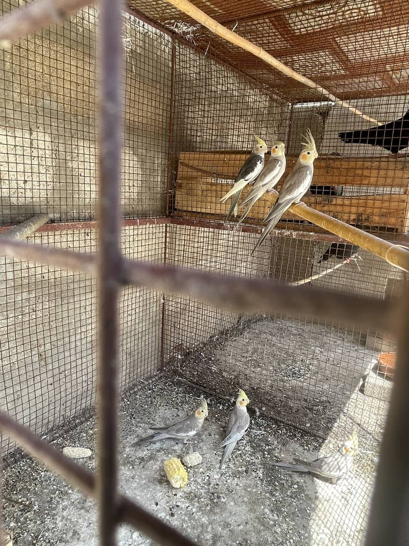 Opal Java Fawn Java Cocktail Love birds 14