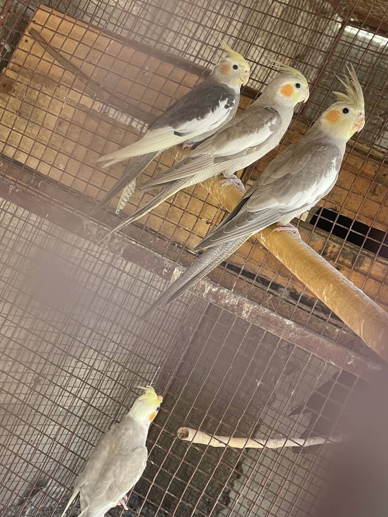 Opal Java Fawn Java Cocktail Love birds 15