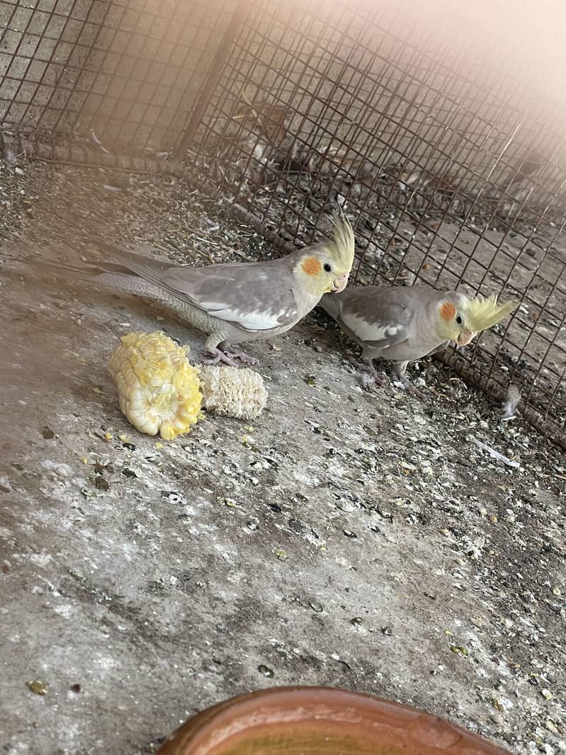 Opal Java Fawn Java Cocktail Love birds 16