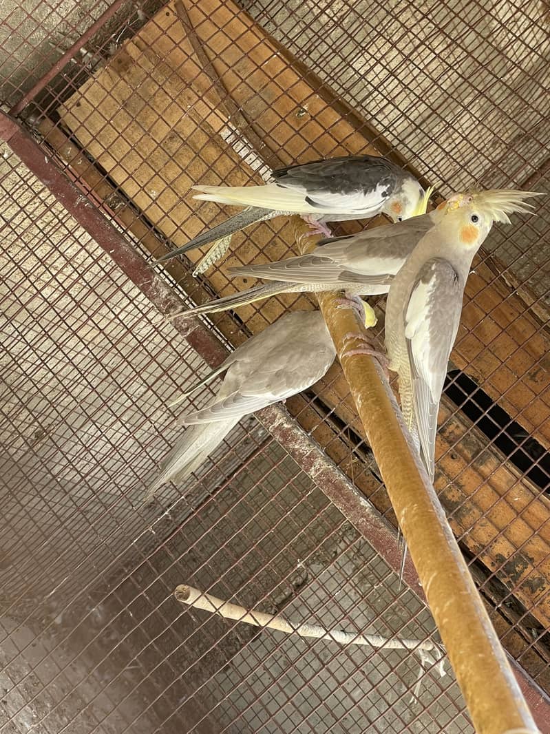 Opal Java Fawn Java Cocktail Love birds 17