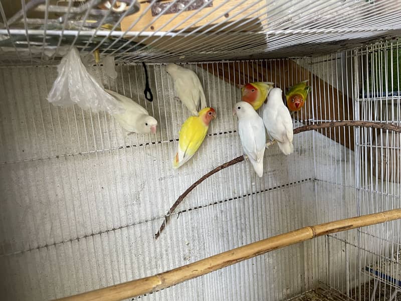 Opal Java Fawn Java Cocktail Love birds 19