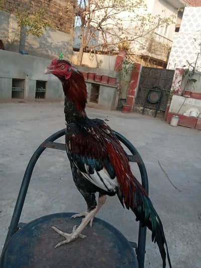 aseel murghy for sale