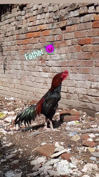 pure aseel ,home breed,, original growth from original food
