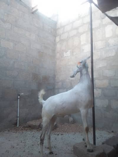 barbari bakra for seel