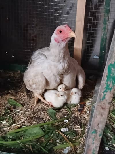Breeder Aseel Healthy White Kolangi Pair with 5 Chicks