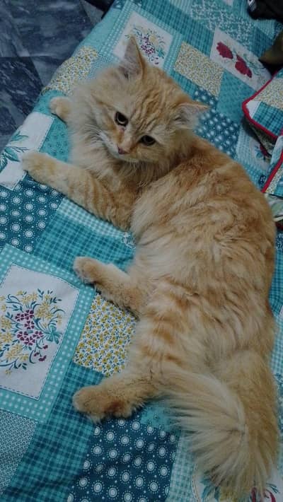 Triple Coated Persian Cat For Sale