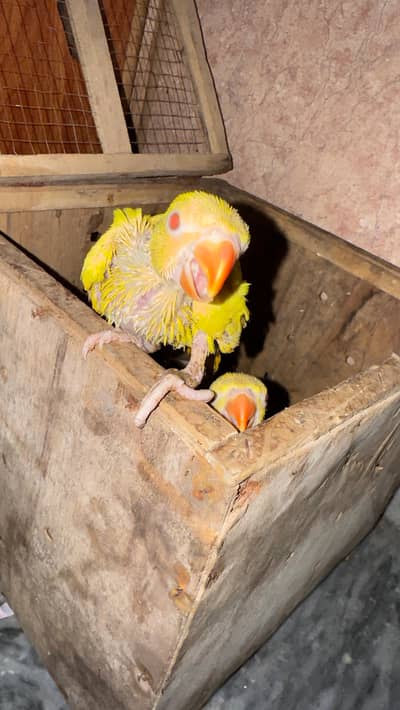 parrot | parrot chick's | yellow parrot | ringneck parrot chick's
