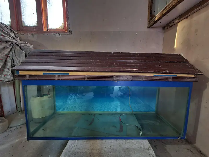 Aquarium fish