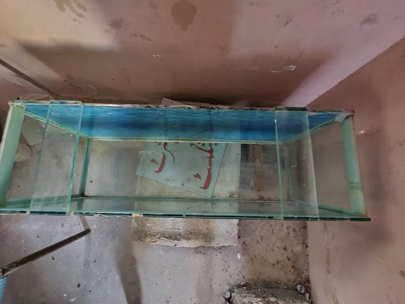 Aquarium fish — photo 2