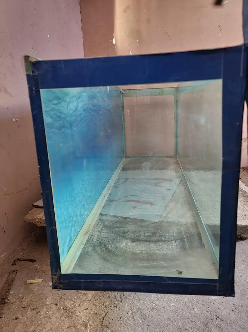 Aquarium fish — photo 3