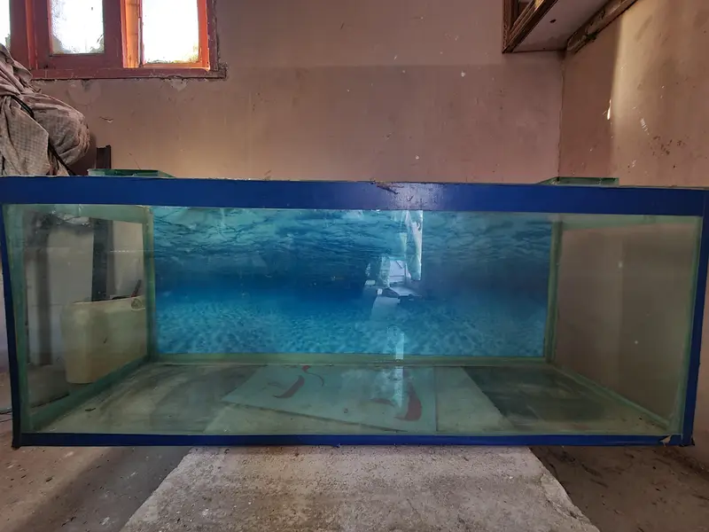 Aquarium fish — photo 4