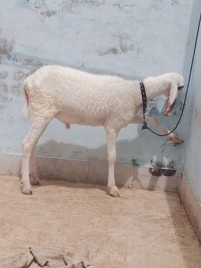 Duba white ‍ brown 