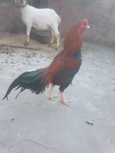 Aseel and Desi hens for sale.