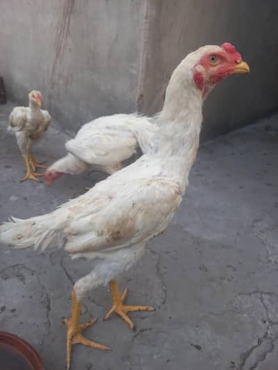 o shamo yellow nali nook pure blood line for urgent sale