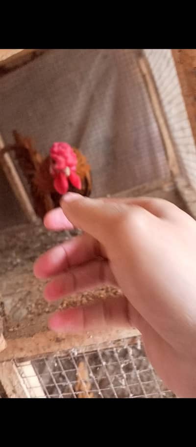 golden sebright males