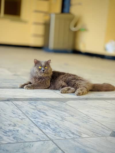 Male Persian cat for sale black grey color