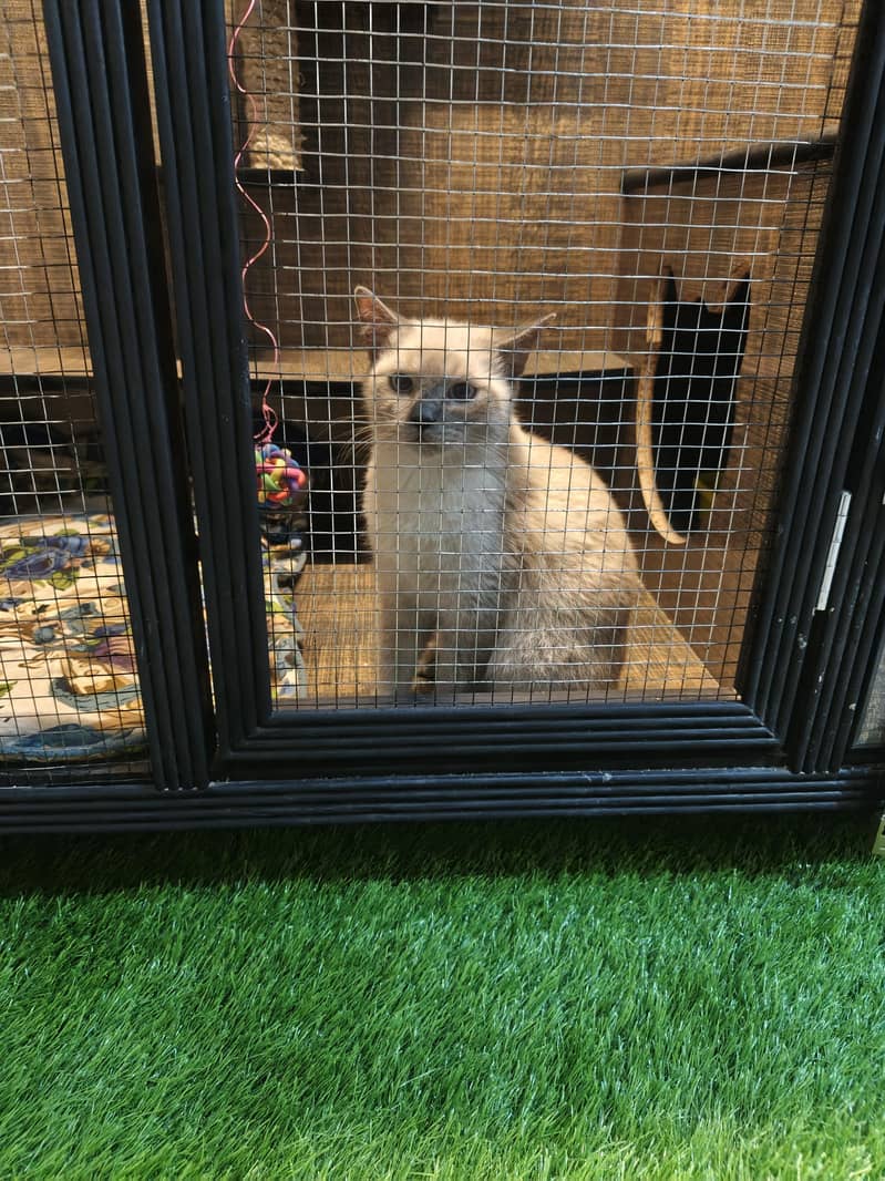 Siamese Cat 1