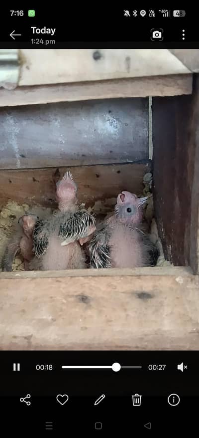 cocktail eno pied check